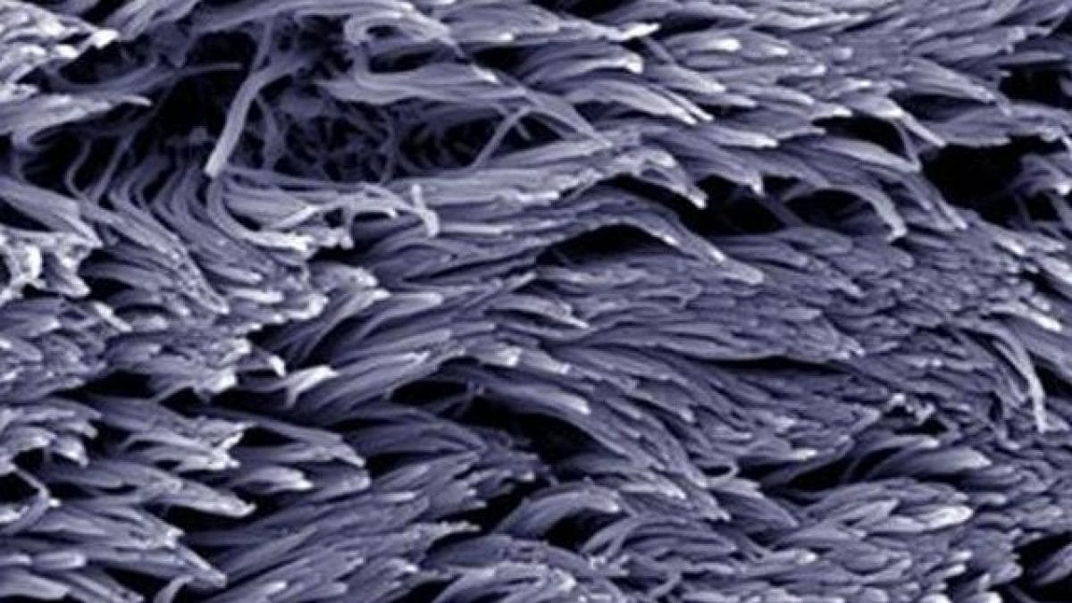 Ces mystérieuses structures cérébrales contrôlent notre perception du temps 2 Cils / crédit : photos du web