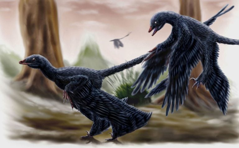 Illustration de microraptor.  Crédit : (Durbed/Deviant Art/Wikimedia Commons