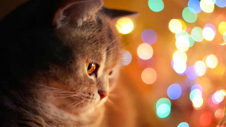 Joyeux Noël 2025 : les images, mèmes et GIF à partager le 25 décembre 21 Joyeux Reveillon Chat Lumiere