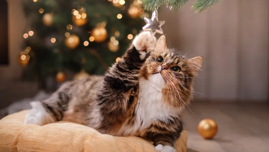 Joyeux Noël 2025 : les images, mèmes et GIF à partager le 25 décembre 20 Joyeux Reveillon Chat Sapin Etoile