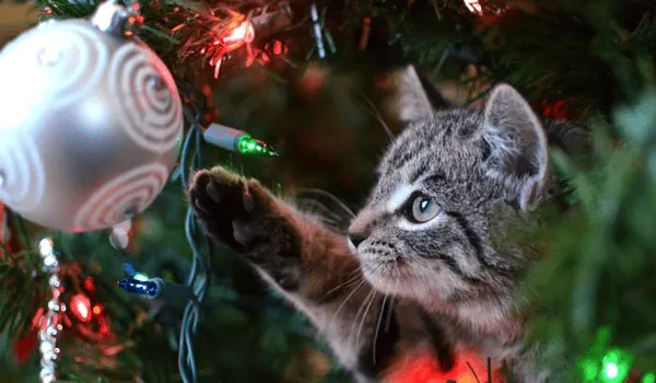 Joyeux Noël 2025 : les images, mèmes et GIF à partager le 25 décembre 23 Joyeux Reveillon Chat Sapin