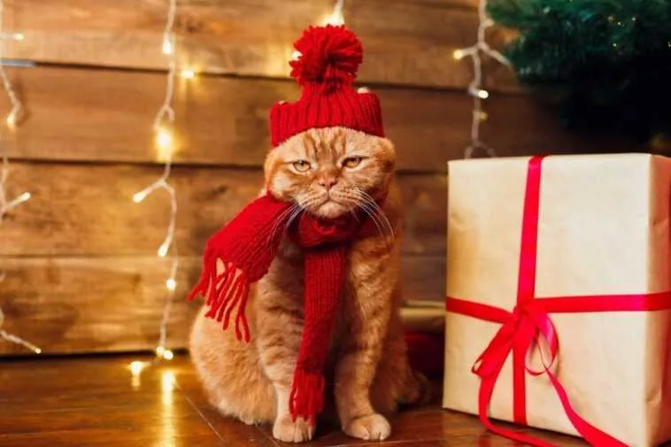 Joyeux Noël 2025 : les images, mèmes et GIF à partager le 25 décembre 31 Joyeux Reveillon Chat