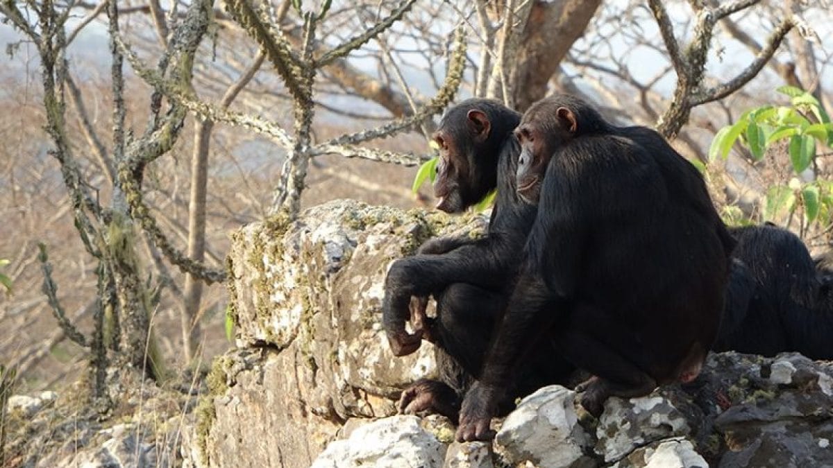 Nos ancêtres auraient commencé à marcher debout dans les arbres (et non sur le sol) 2 Un couple de chimpanzés en Tanzanie / Crédit : Rhiannon Drummond–Clarke