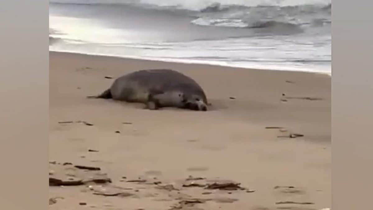 Plus de 2 500 phoques de la Caspienne retrouvés morts le long des côtes russes : mystère des causes 2 Un des phoques retrouvé mort. Crédit : Twitter/Sirena/Belsat en italien