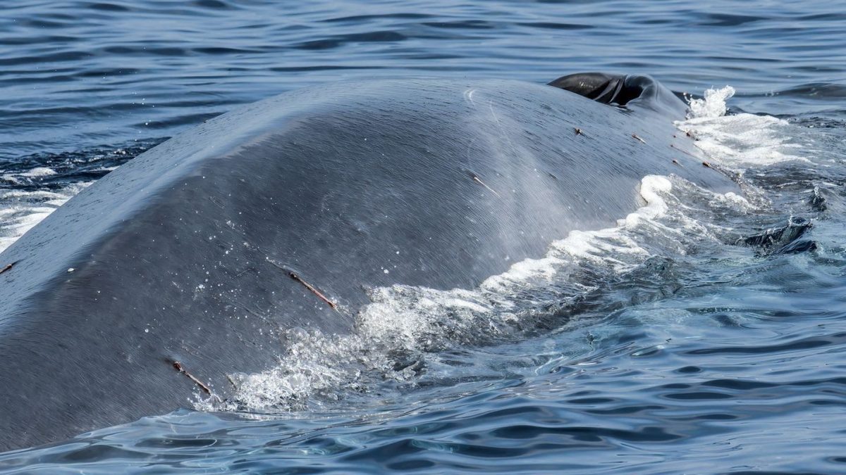 Pourquoi les baleines peuvent nous aider à lutter contre le changement climatique 2 Un rorqual commun. Crédit : Andrea Centini