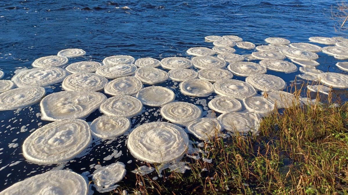 Quelles sont les étranges "pizzas glacées" qui sont apparues sur une rivière en Ecosse 2 Crédit : Callum Sinclair / Initiative écossaise sur les espèces envahissantes (SISI) / Twitter