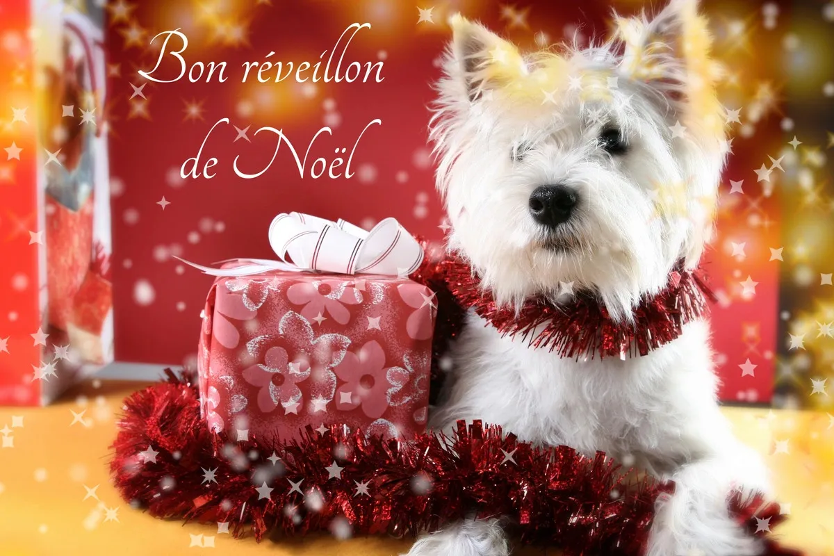 Joyeux Noël 2025 : les images, mèmes et GIF à partager le 25 décembre 22 Bon Reveillon De Noel Chien