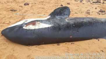 Orque meurt dans d'atroces souffrances avec le ventre plein de plastique : trouvez-vous une natte et des sacs 13 Orque Meurt Dans D'atroces Souffrances Avec Le Ventre Plein De
