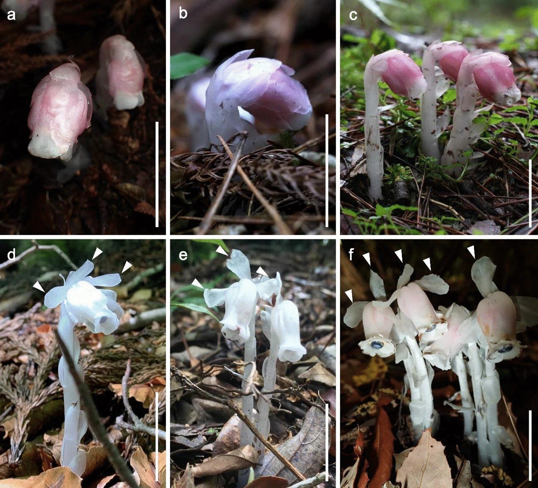 Découverte d'une plante qui ne fait pas de photosynthèse et qui manque de chlorophylle : voici comment elle survit 3 Au-dessus des nouvelles espèces, en dessous des espèces déjà connues. Crédit : Suetsugu et al., J Plant Res, 2022