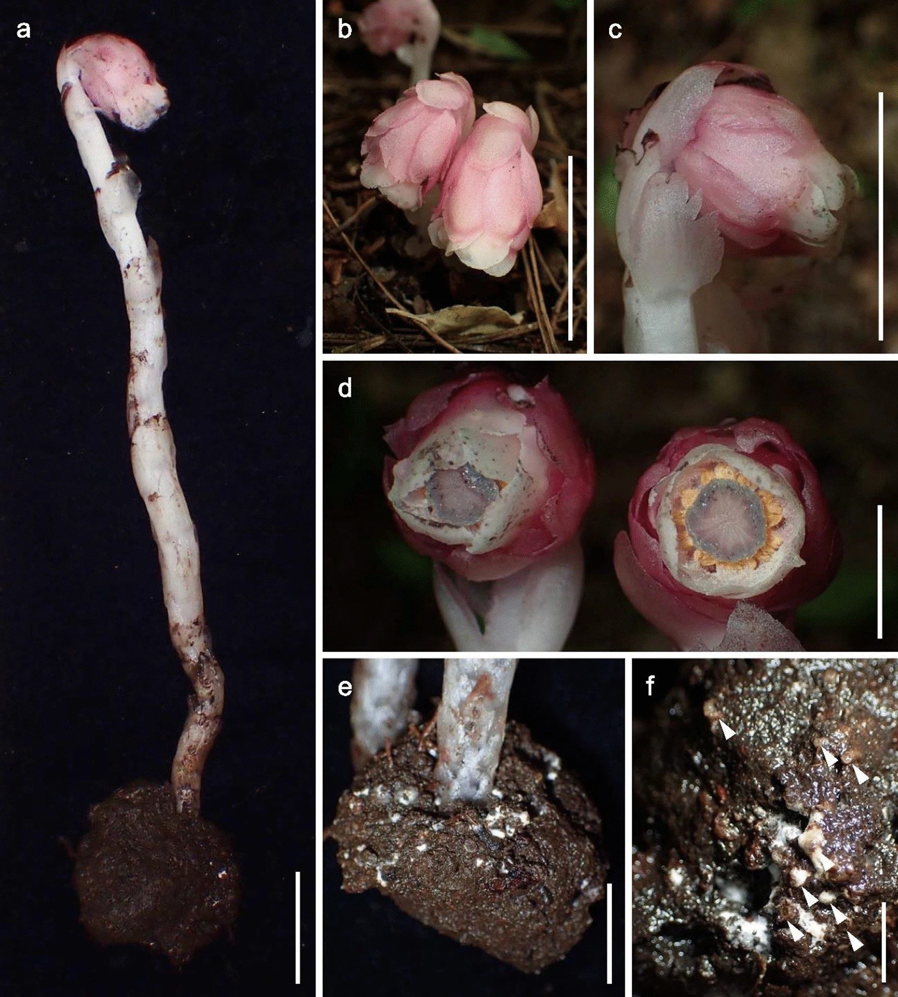 Découverte d'une plante qui ne fait pas de photosynthèse et qui manque de chlorophylle : voici comment elle survit 4 Crédit : Suetsugu et al., J Plant Res, 2022