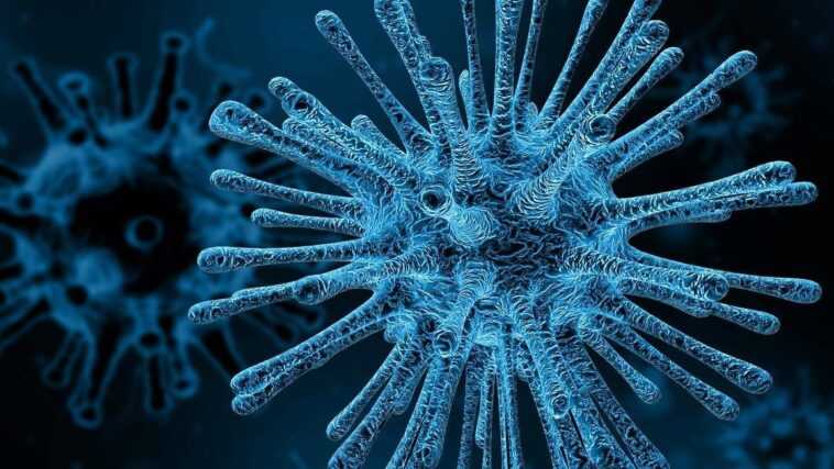 Découvert un organisme qui peut survivre en se nourrissant uniquement de virus : c'est la première fois 1 Découvert Un Organisme Qui Peut Survivre En Se Nourrissant Uniquement