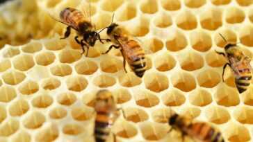 Approbation Du Premier Vaccin Au Monde Pour Les Abeilles :