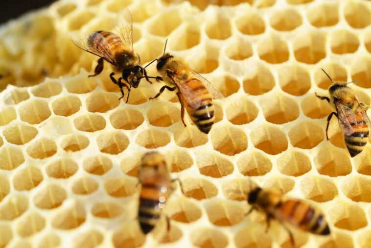 Approbation du premier vaccin au monde pour les abeilles : comment ça marche 1 Approbation Du Premier Vaccin Au Monde Pour Les Abeilles :