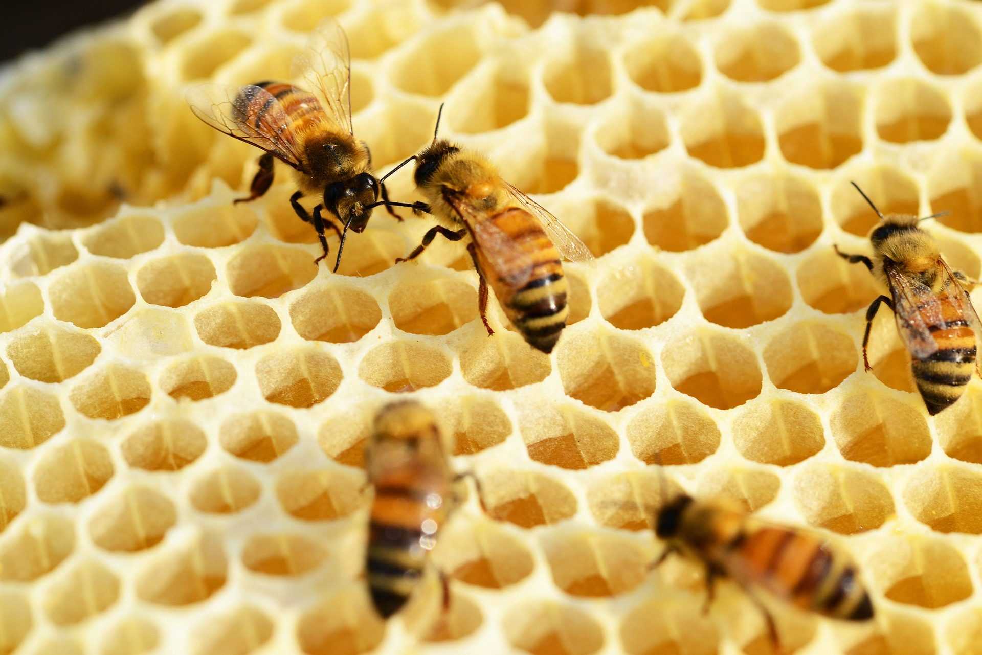 Approbation Du Premier Vaccin Au Monde Pour Les Abeilles :