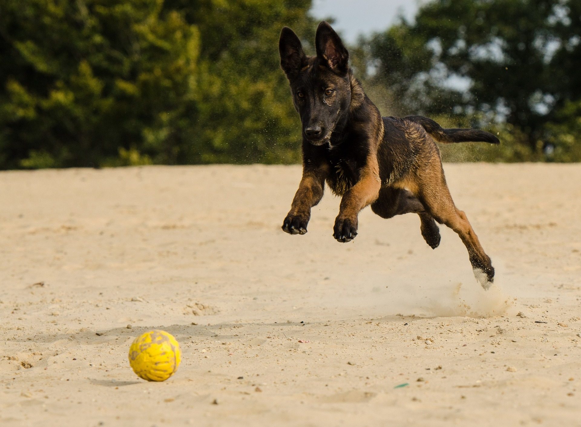 Le Berger Belge Malinois.  Crédit : pixabay