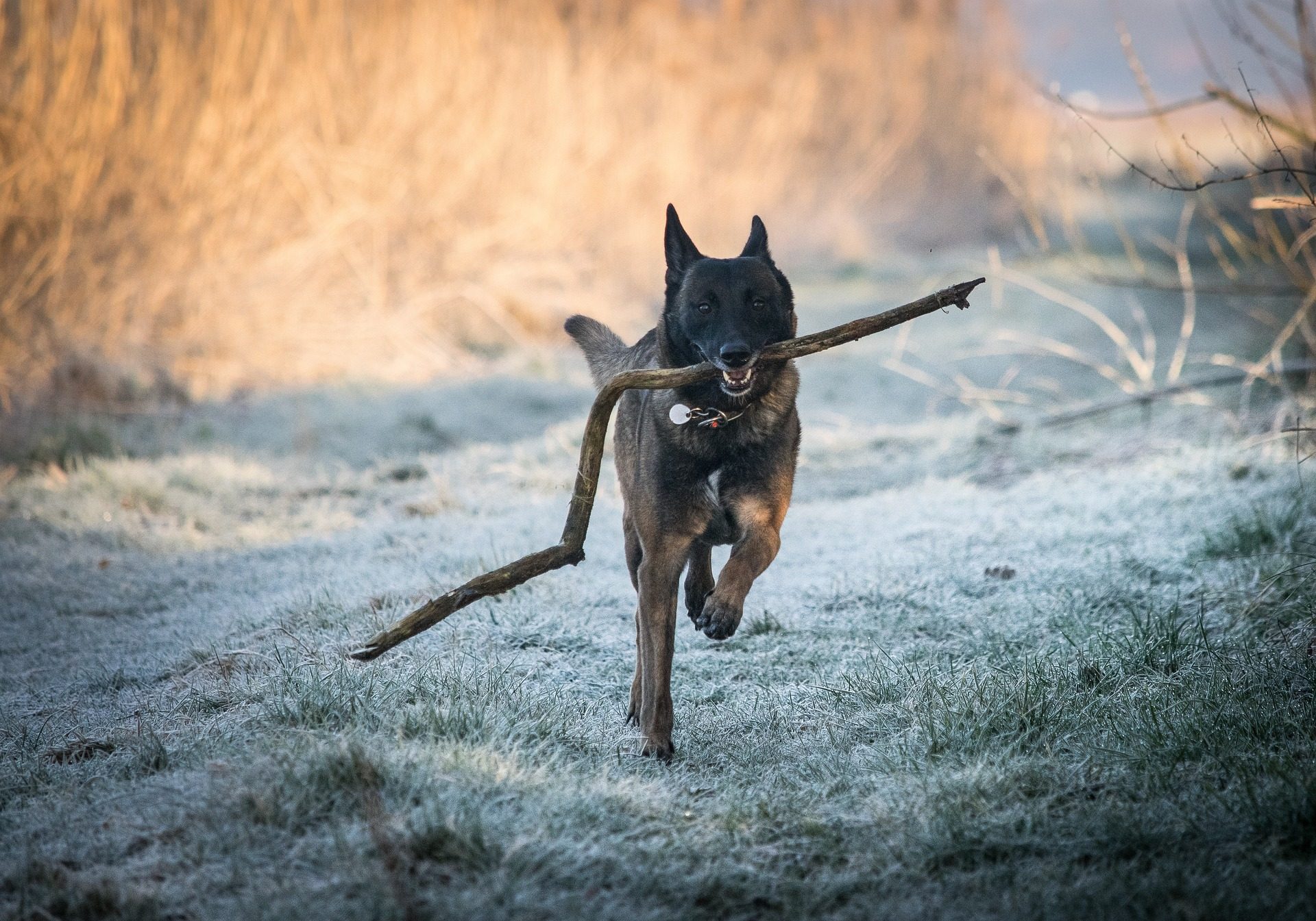Malinois.  Crédit : pixabay