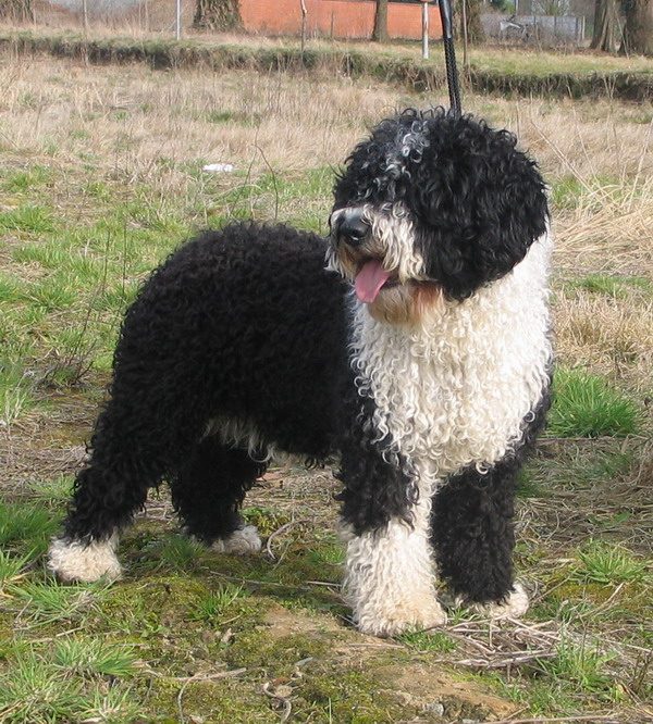 Chien d'eau espagnol.  Crédit : wikipédia