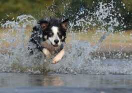 Maintenant, nous savons quel est le chien le plus intelligent du monde (et ce n'est pas le border collie) 21 Maintenant, Nous Savons Quel Est Le Chien Le Plus Intelligent