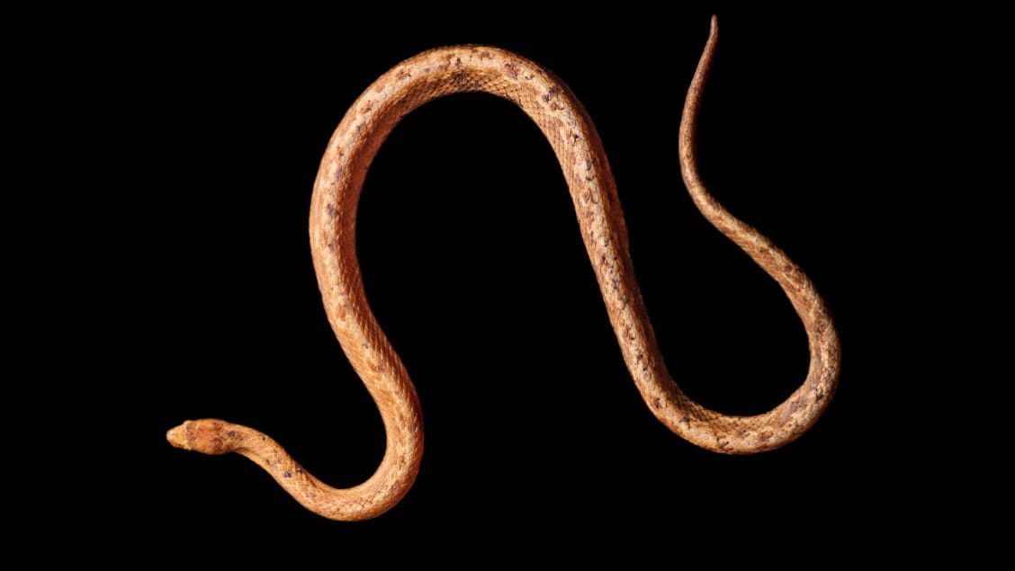 Nouvelle espèce de serpent boa nain découverte dans la forêt amazonienne de l'Equateur : il ne mesure que 20 cm de long 3 Crédit : H. Mauricio Ortega–Andrade et al., European Journal of Taxonomy 2022 (CC BY 4.0)