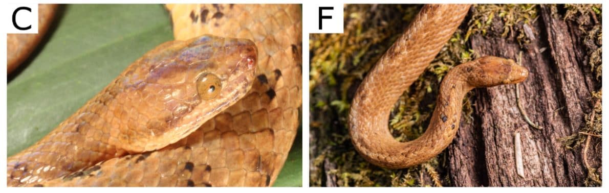 Nouvelle espèce de serpent boa nain découverte dans la forêt amazonienne de l'Equateur : il ne mesure que 20 cm de long 4 Crédit : H. Mauricio Ortega–Andrade et al., European Journal of Taxonomy 2022 (CC BY 4.0)