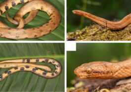 Nouvelle Espèce De Serpent Boa Nain Découverte Dans La Forêt