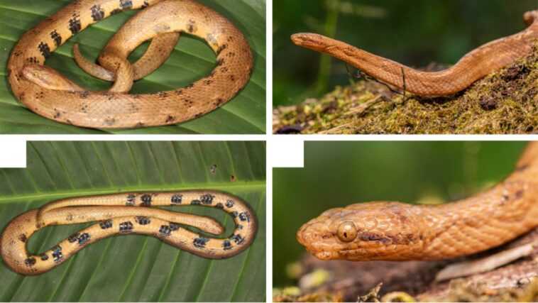 Nouvelle espèce de serpent boa nain découverte dans la forêt amazonienne de l'Equateur : il ne mesure que 20 cm de long 1 Nouvelle Espèce De Serpent Boa Nain Découverte Dans La Forêt