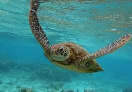 Les océans se réchauffent, en 2022 c'était un record absolu