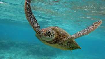 Les océans se réchauffent, en 2022 c'était un record absolu