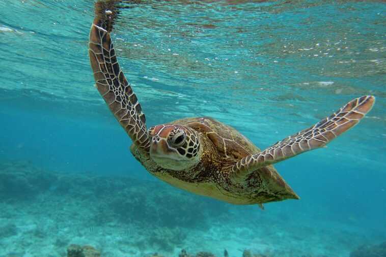 Les océans se réchauffent, en 2022 c'était un record absolu 1 Les océans se réchauffent, en 2022 c'était un record absolu