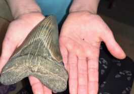 Une fillette de 9 ans trouve une dent de requin mégalodon sur une plage du Maryland