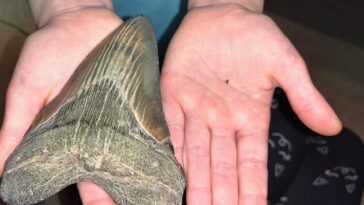 Une fillette de 9 ans trouve une dent de requin mégalodon sur une plage du Maryland