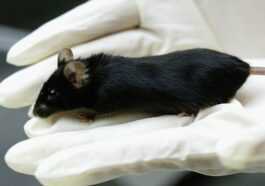 Parce qu'aux États-Unis, les nouveaux médicaments n'auront plus à être testés sur les animaux