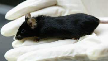 Parce qu'aux États-Unis, les nouveaux médicaments n'auront plus à être testés sur les animaux