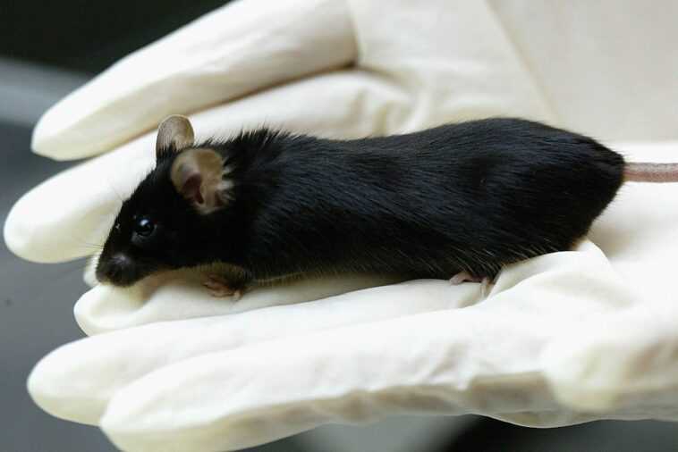 Parce qu'aux États-Unis, les nouveaux médicaments n'auront plus à être testés sur les animaux 1 Parce qu'aux États-Unis, les nouveaux médicaments n'auront plus à être testés sur les animaux