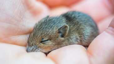 Des scientifiques rajeunissent des souris en laboratoire : ils ont ainsi inversé le processus de vieillissement