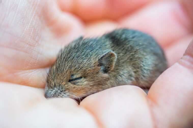 Des scientifiques rajeunissent des souris en laboratoire : ils ont ainsi inversé le processus de vieillissement 1 Des scientifiques rajeunissent des souris en laboratoire : ils ont ainsi inversé le processus de vieillissement