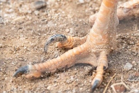 La griffe mortelle des vélociraptors n'a pas été utilisée pour déchirer les proies, selon une étude 3 La griffe de la seriema. Crédit : caisses de fossiles