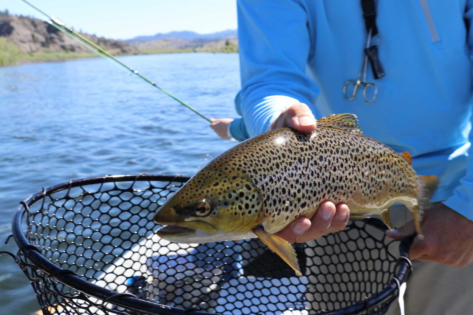 Manger un poisson d'eau douce équivaut à boire de l'eau fortement contaminée par les PFAS pendant un mois 51 Manger un poisson d'eau douce équivaut à boire de l'eau fortement contaminée par les PFAS pendant un mois