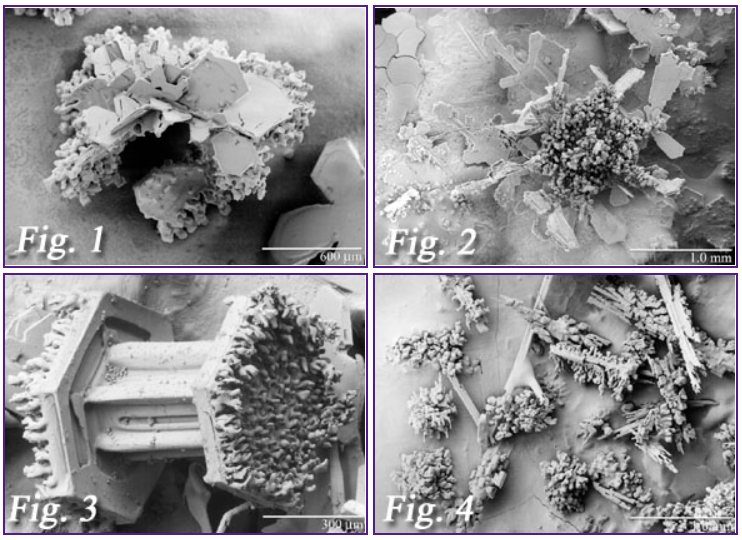 Successivement, plaques, dendrites, colonnes et aiguilles recouvertes de gouttelettes congelées au microscope électronique à balayage basse température (LT–SEM) / Crédit : USDA