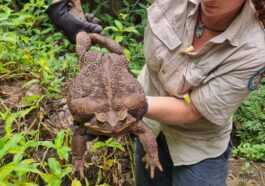 Crapaud record trouvé en Australie : il est six fois plus grand que le spécimen moyen