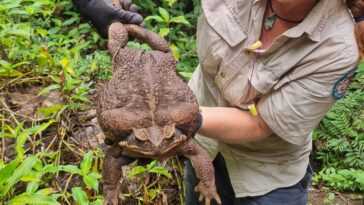 Crapaud record trouvé en Australie : il est six fois plus grand que le spécimen moyen