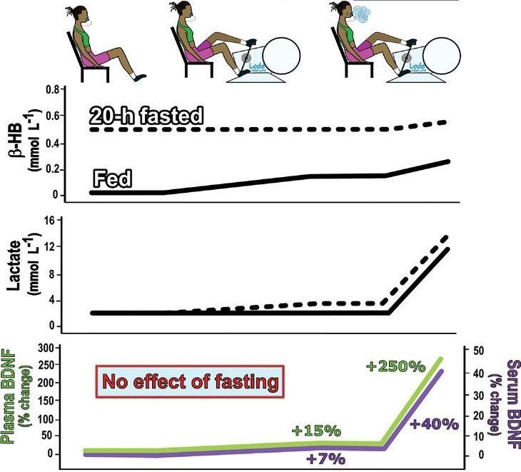 Les effets de 20 heures de jeûne, d'exercices légers (90 minutes de vélo à faible intensité) et vigoureux (6 minutes de vélo vigoureux) avec un régime alimentaire normal, et la combinaison du jeûne et de l'exercice sur l'hémoglobine bêta (b-HB), le lactate (lactate) et facteur neurotrophique dérivé du cerveau (BDNF) / Gibbons et al.  J Physiol 2023
