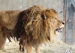 Le lion le plus solitaire du monde perd son rugissement après avoir été abandonné dans un zoo