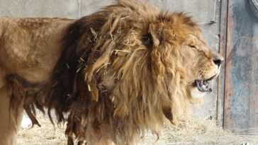 Le lion le plus solitaire du monde perd son rugissement après avoir été abandonné dans un zoo