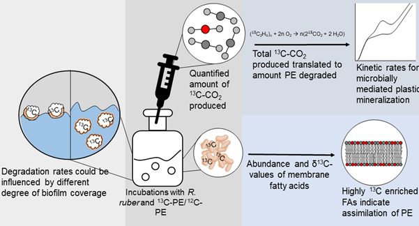 L'expérience de laboratoire menée par la microbiologiste marine Maaike Goudriaan.  Crédit : Maaike Goudriaan, NIOZ.