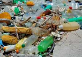 Parce que les bactéries mangeuses de plastique ne sont pas la solution aux déchets marins