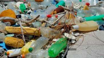 Parce que les bactéries mangeuses de plastique ne sont pas la solution aux déchets marins