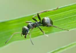 Les fourmis peuvent « flairer » le cancer dans les échantillons d'urine