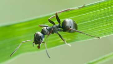 Les fourmis peuvent « flairer » le cancer dans les échantillons d'urine