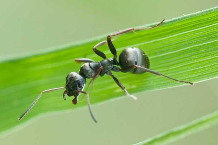 Les fourmis peuvent « flairer » le cancer dans les échantillons d'urine 1 Les fourmis peuvent « flairer » le cancer dans les échantillons d'urine